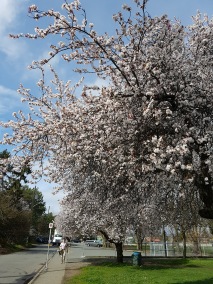 Cherry Blossoms come early on the island